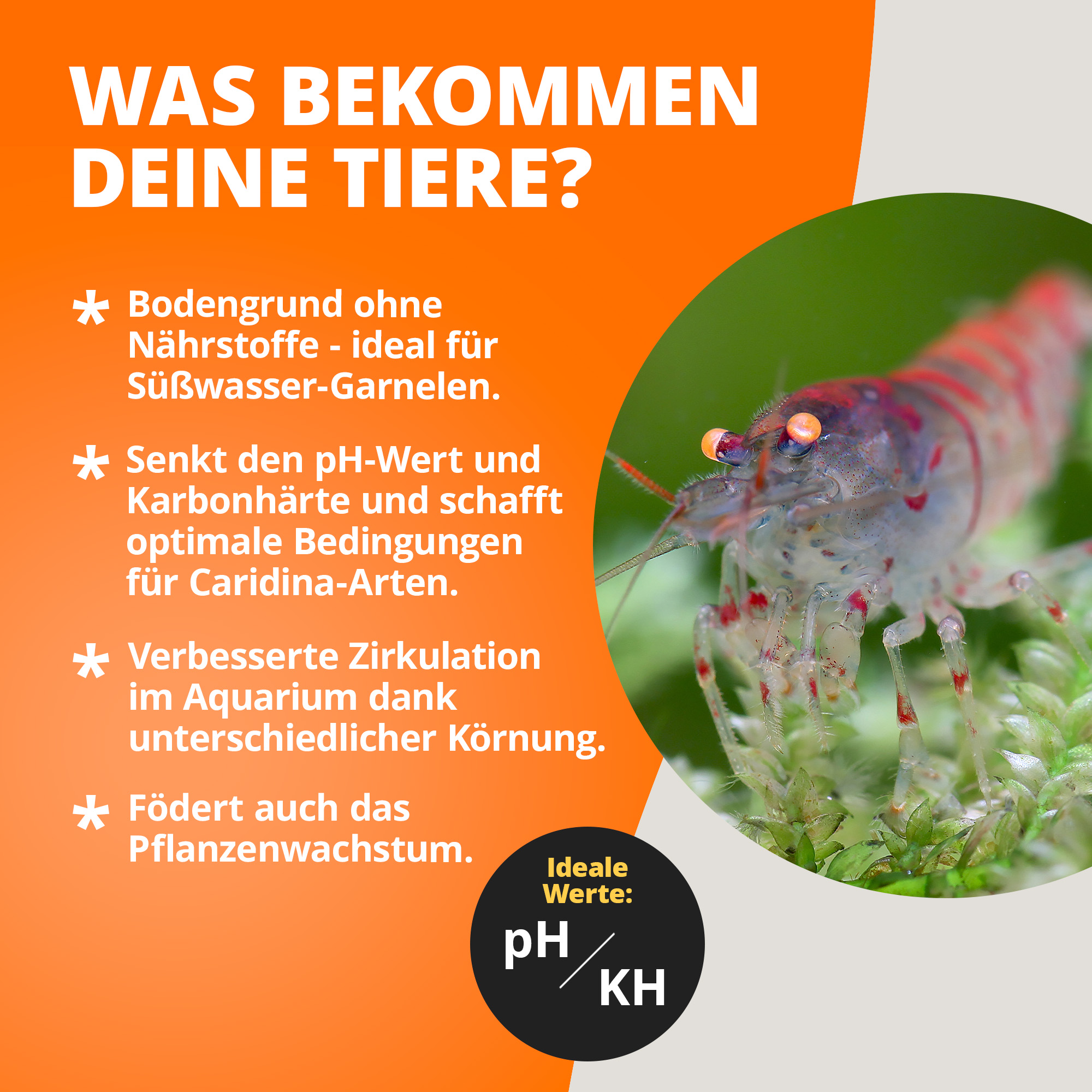 Süßwasser-Garnele auf Aquarien-Bodengrund